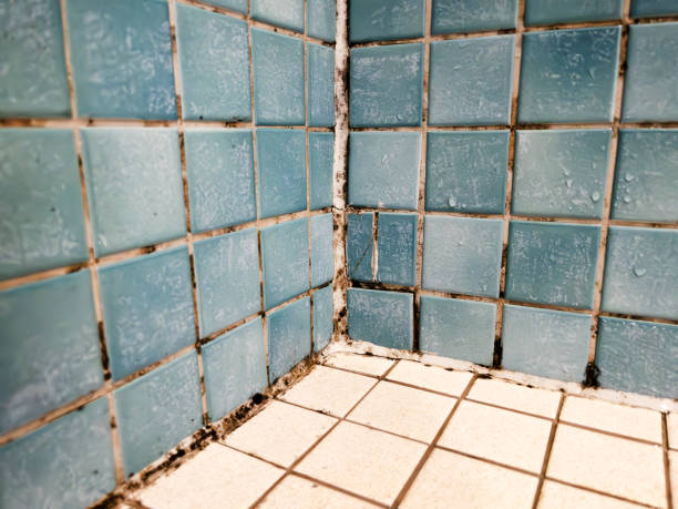 Best Comprehensive Air Testing for Mold Contaminants  in Angier, NC