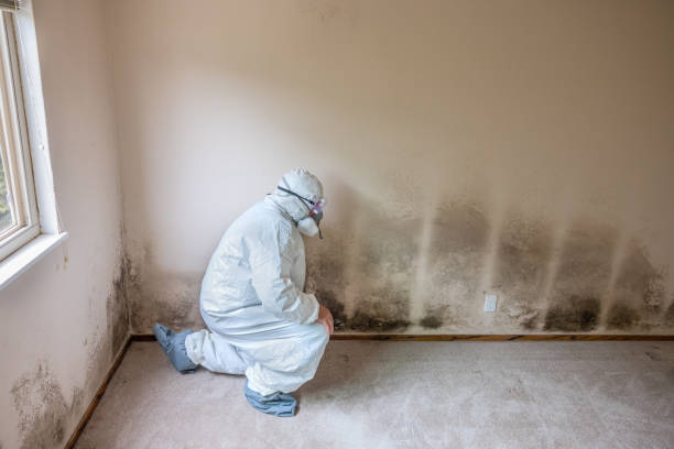 Environmental Consulting for Mold Prevention in Angier, NC