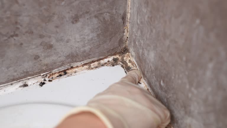 Best Emergency Mold Remediation  in Angier, NC